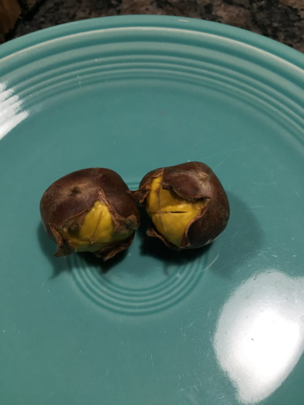 Chestnuts Castanea Farms