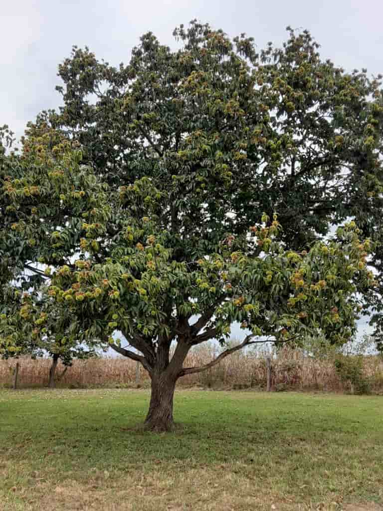 Chesnut Tree