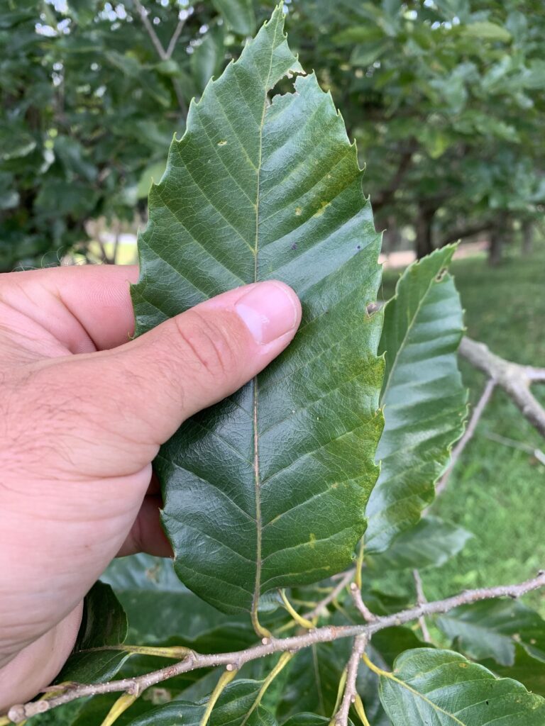 16 Chestnut Seedlings Castanea Farms
