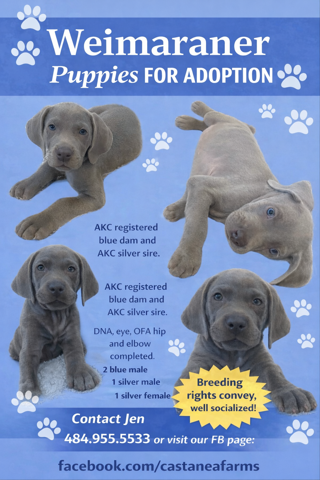 castaneafarmspuppyflier